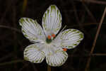 Largeleaf grass of Parnassus